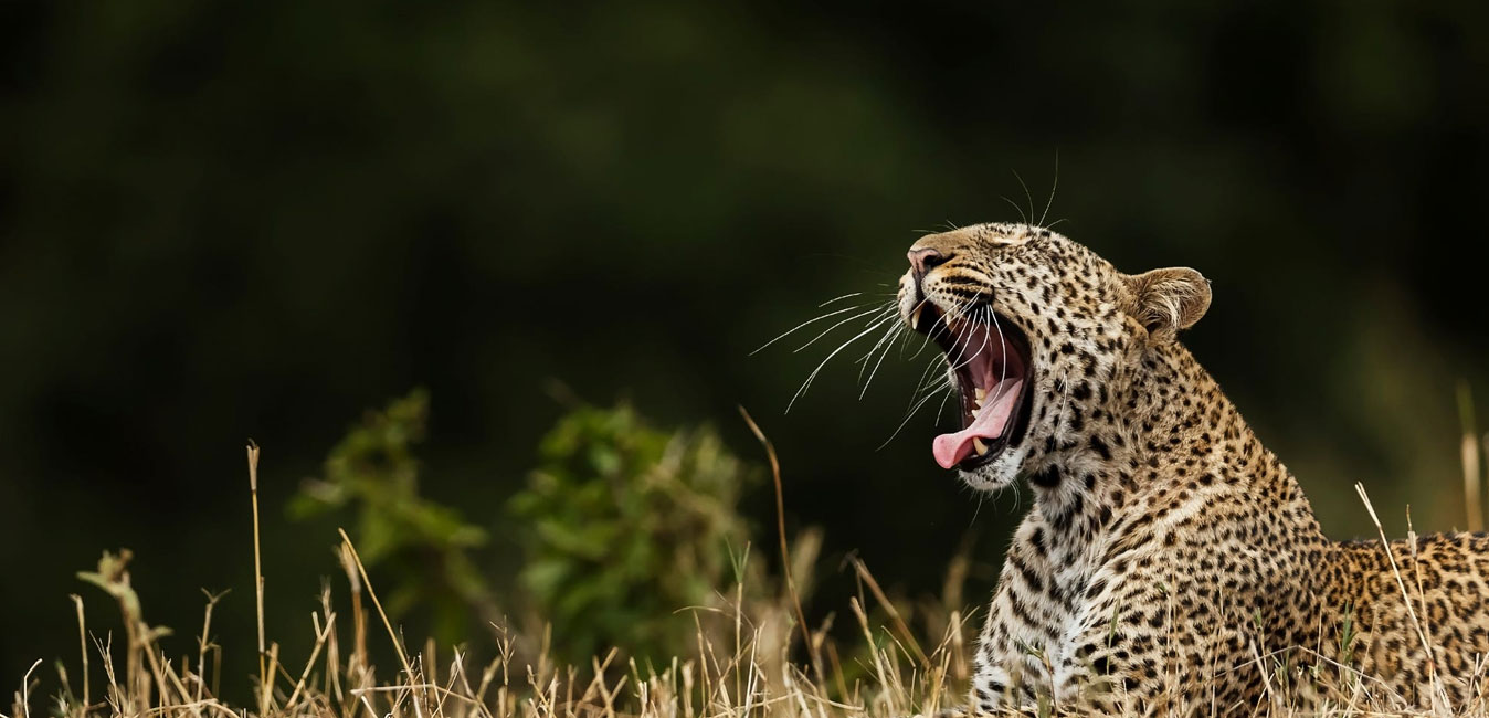 Yala national Park